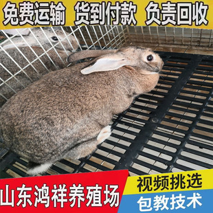 �����r���Ӷ����Xֻɽ�|�������۱����r�����Ӱ������������l