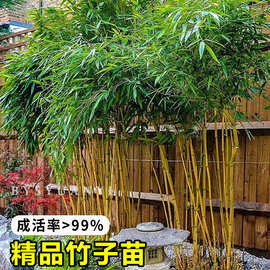 竹子苗庭院四季耐寒植物观赏大型竹子盆栽紫竹苗黄金竹罗汉竹绿植