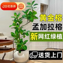 网红孟加拉榕盆栽大型绿植黄金榕高山榕树室内客厅落地橡皮面包树