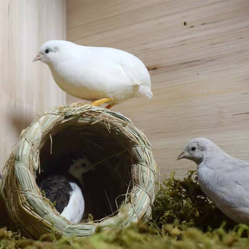 窝芦丁鸡鹌鹑鸽子下蛋搭建户外稻编圆形家用保暖室内宠物鸡窝