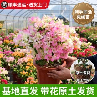 ����÷����ֲ���_���G���ذ��ļ��_���̨���B�҃�����÷�̨�Gֲ
