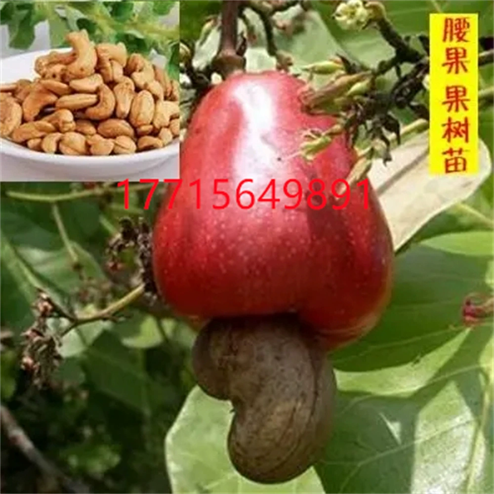 Кешью саженцы кешью привитые саженцы кешью, посаженные на юге и севере года, плодоношения куриной корейки саженцы плодовых деревьев фруктовые деревья в горшках