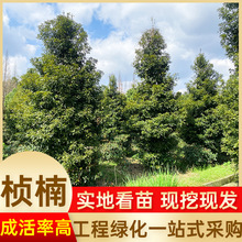 �������l��֦����ľ�E�ľ����10��25���ֹ��̾G��С�~�E骘�