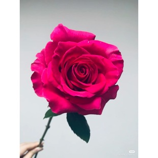 Ecuador Introduces the Cultivation of A-Grade Floyd Rose Cut Flowers for Decoration, Straight Hair, Sf Free Shipping and After-Sales Service