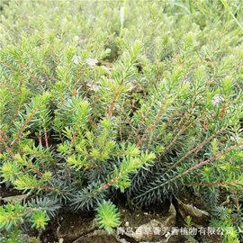 其他园林植物;林业副产品;盆栽