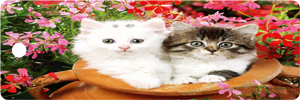 c20cbefea4b61ea448478f7cb8b51c