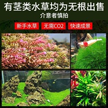 ����ˮ�ő���ˮ��ֲ���~��ˮ���쾰��ɰ�ײ�������