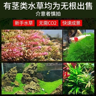 ����ˮ�ő���ˮ��ֲ���~��ˮ���쾰��ɰ�ײ�������