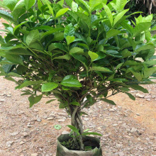 福建花卉工程绿化盆栽大叶栀子荷花栀子牡丹栀子观花闻香花卉基地