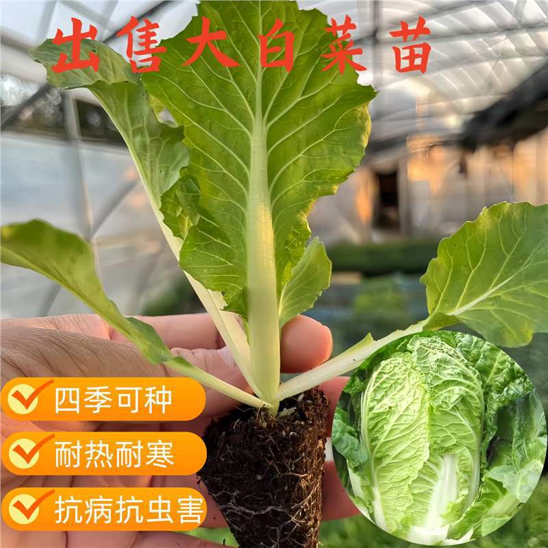 Pekinina cabbage seedlings, yellow-heart baby cabbage seedlings, Chinese cabbage seedlings, broccoli seedlings, fall and winter cold-resistant vegetable seedlings Pekinina cabbage seedlings, yellow-heart baby cabbage seedlings, Chinese cabbage seedlings, broccoli seedlings, fall and winter cold-resistant vegetable seedlings