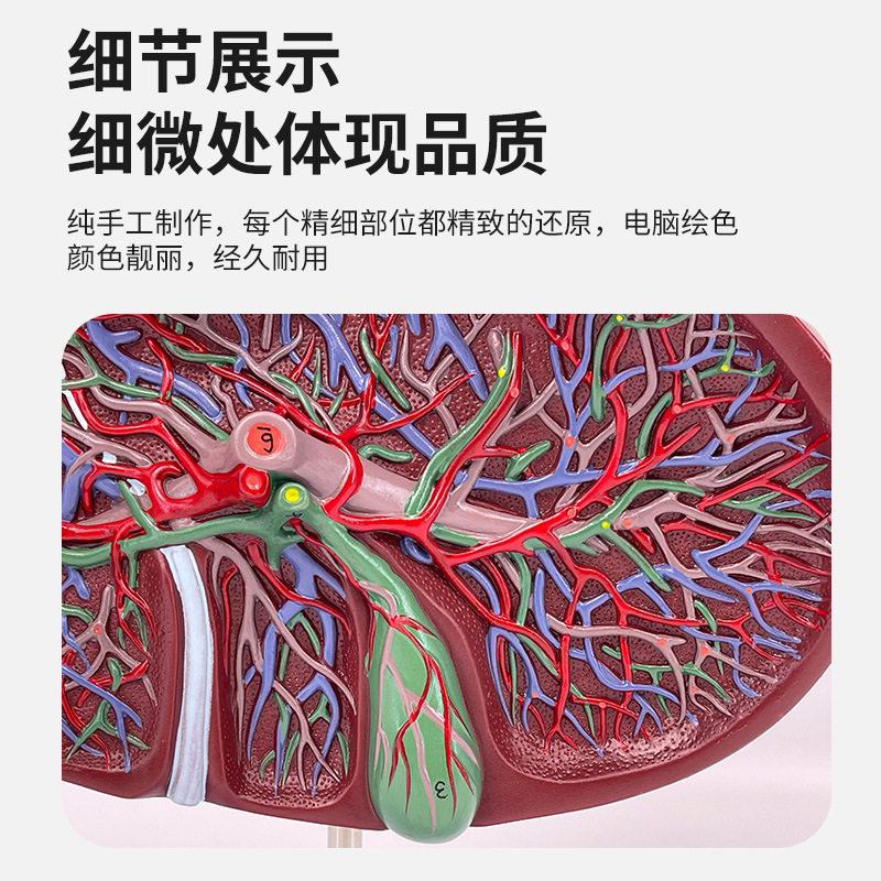 ����ε���Ѫ�ܸ����������ٽ���ģ��ҽѧ������Ƹε���ҽѧ�걾