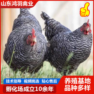 �����J���u��a����GƤ�� Ó�ذ���J���u�u����wС�u����