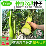 巨型神奇砍瓜种子种籽苗四季特大农家秧巨型菜瓜爬藤藤蔓蔬菜孑秧
