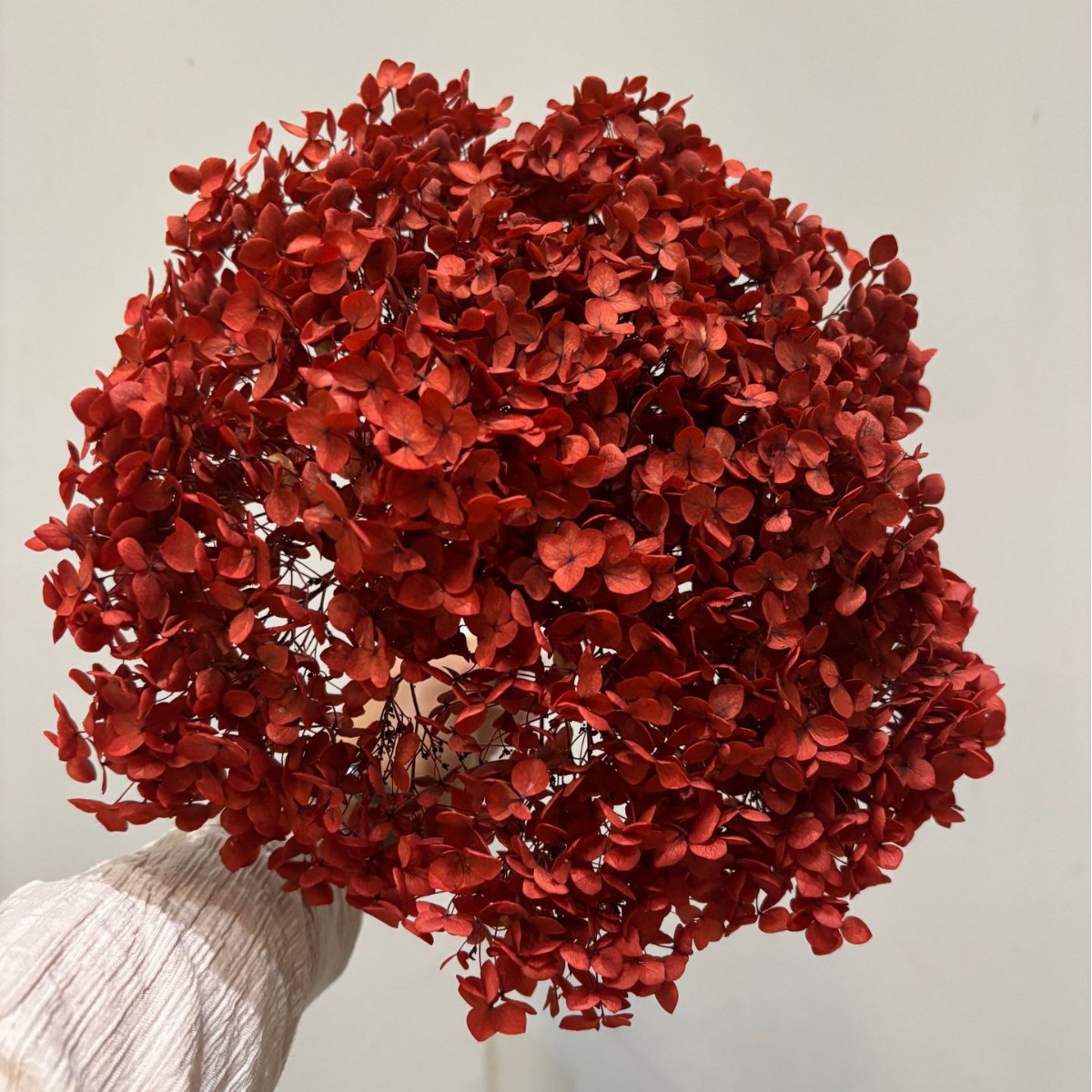 A color-absorbing red hydrangea