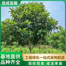 ˘@ֹ̾GľعmϱNֲش˹