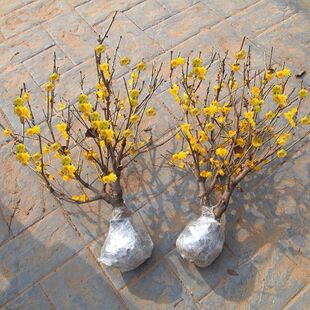 �D÷���������������D÷�t÷�Ϙ����辰�G÷�ͺ�ԭ��÷�������̨