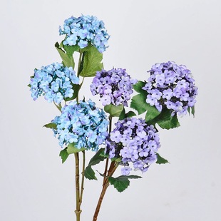 ���^ľ�������\ѩ�򻨷��滨�����Ҿ��b�ܛ�b�廨��ꐻ��ļٻ�