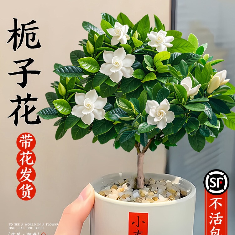 Gardenia Potted Green Plant, a Flowering Plant for All Seasons, Suitable for Office Interiors, a Small Desktop Ornament, Easy to Care For, Ideal for Lazy People