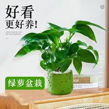 绿萝盆栽室内办公室桌面绿植四季好养适合懒人养的植物摆件高级感