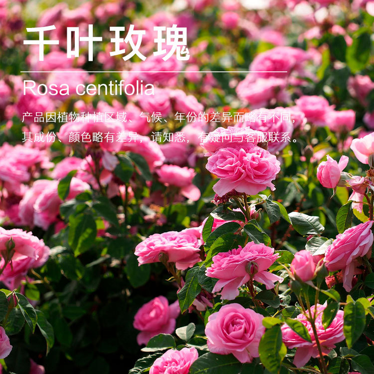 ���ҹ�ӦǧҶõ�徫��  õ�徫�� ֲ�������ͳ������� ��Դ�ȶ�