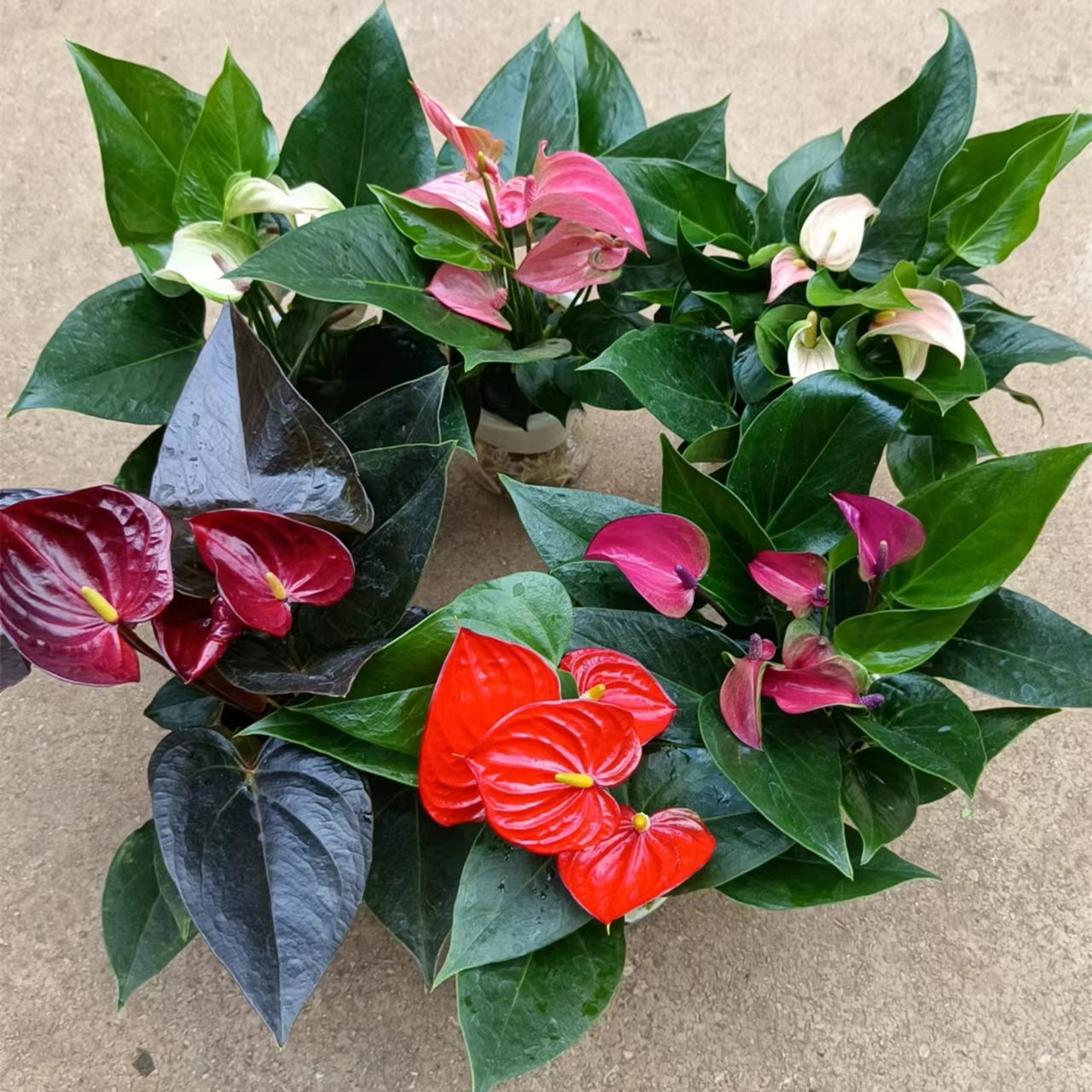 Tianxi Гидропоника Смешанный антуриум Andraeanum Горшечные растения Гладкие парусные цветы Хорошее выращивание в помещении Зеленые растения Lucky Head Four Seasons Blossom