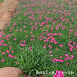 ͥԺ�Nֲ�ļ��_���ͺ����B�����쾰�G�����̚Wʯ�񎧻������Ի���