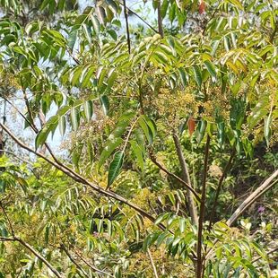 Ұ��� ���r��Ʒ���֦�~ ��Ʒ���� ��ľ��Ʒ ��Ʒ