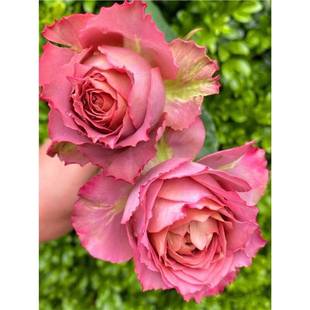New Fragrant British Rhythm Rose Flower Seedlings Blooming in All Seasons Balcony Rose Potted Courtyard Cold-Resistant Florals