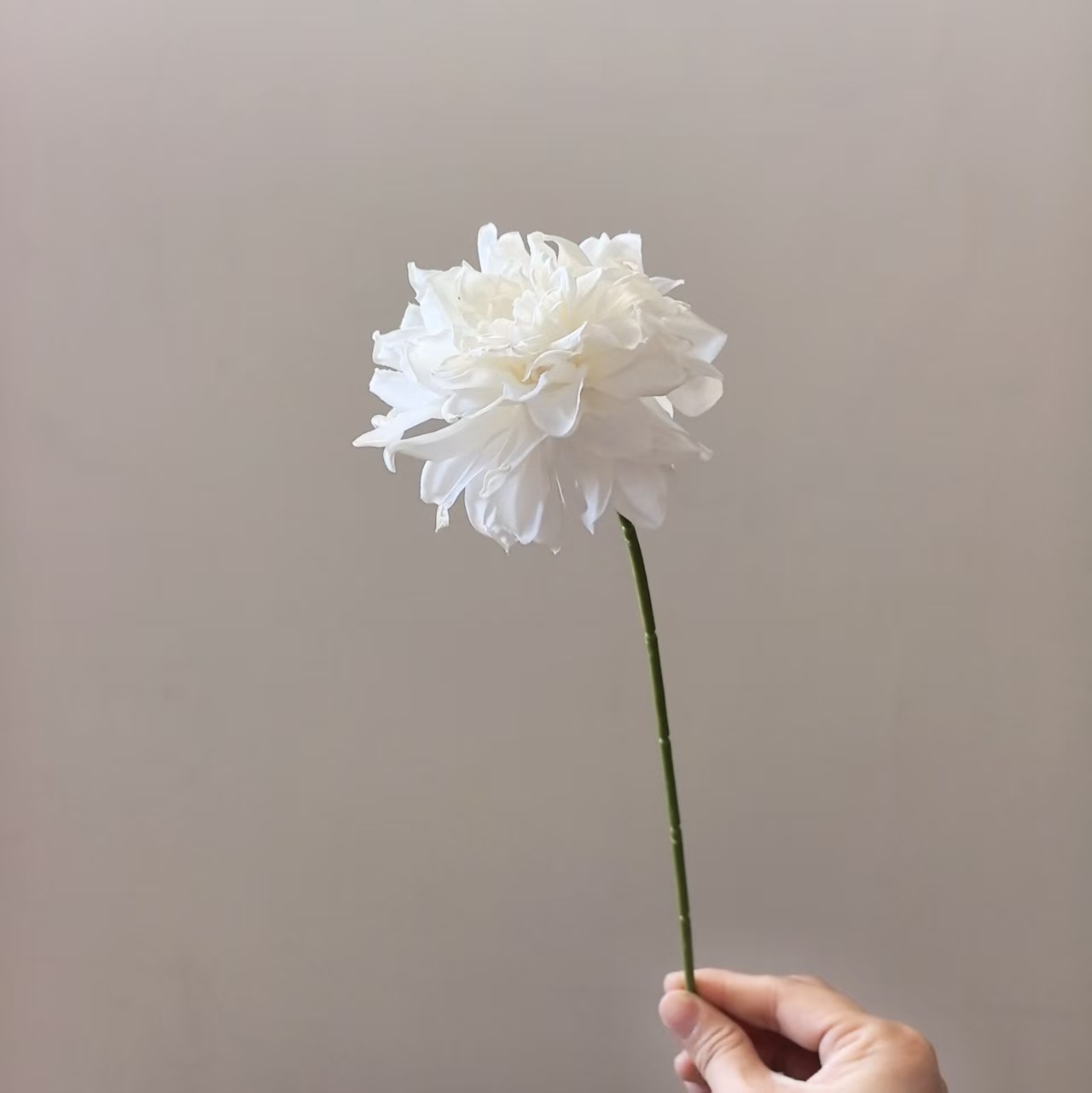 화이트