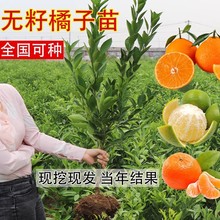 ���¼t���˸�����o���ָ̳����紺Ҋ���θ���ɰ���������۽ۘ���