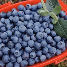 苹果;橙;其他水果