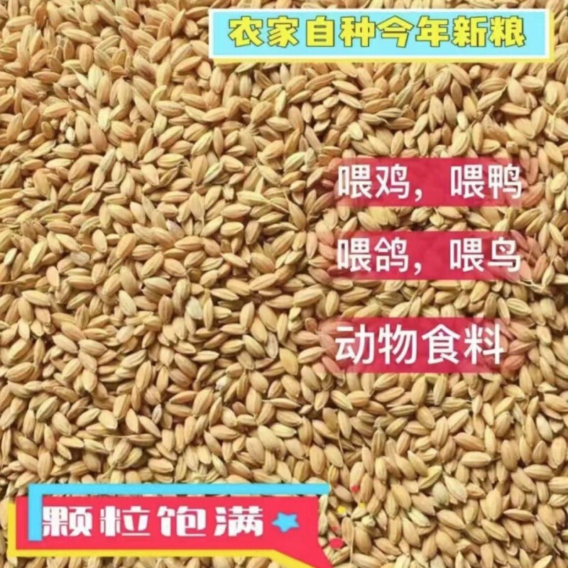 Rice Feed for Chickens 50kg Feed Northeast Round Grain Cheap Rice Rice Husked Rice Chicken Feed