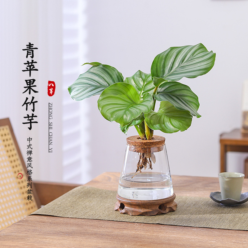 Hydroponic Plant Green Apple Caladium Green Plant Potted Four-Season Evergreen Indoor Desk Easy to Maintain and Like Shade to Purify the Air Hydroponic Plant Green Apple Caladium Green Plant Potted Four-Season Evergreen Indoor Desk Easy to Maintain and Like Shade to Purify the Air