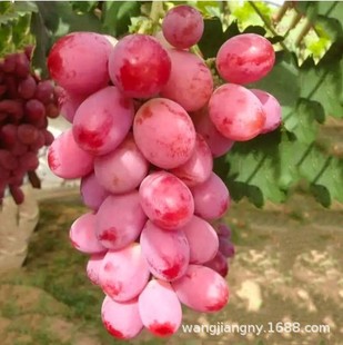 �����t��ʯ�޷������ĺ����џo���ش�������Y���ϷNֲ��������