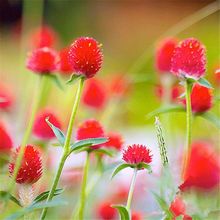 ���N��ǧ�ռt���ռt����ͥԺ���^�G�����������׻��ǧ���ϷN��