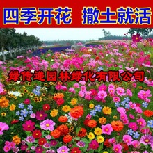 野花组合花种子室外重瓣太阳花花籽百日草种孑波斯菊种子四季开花