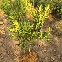 ���lɰ���ٴ�Ƥ��۽��Ә������Ե����̨ͥԺ�ļ��Nֲ�ϱ�������