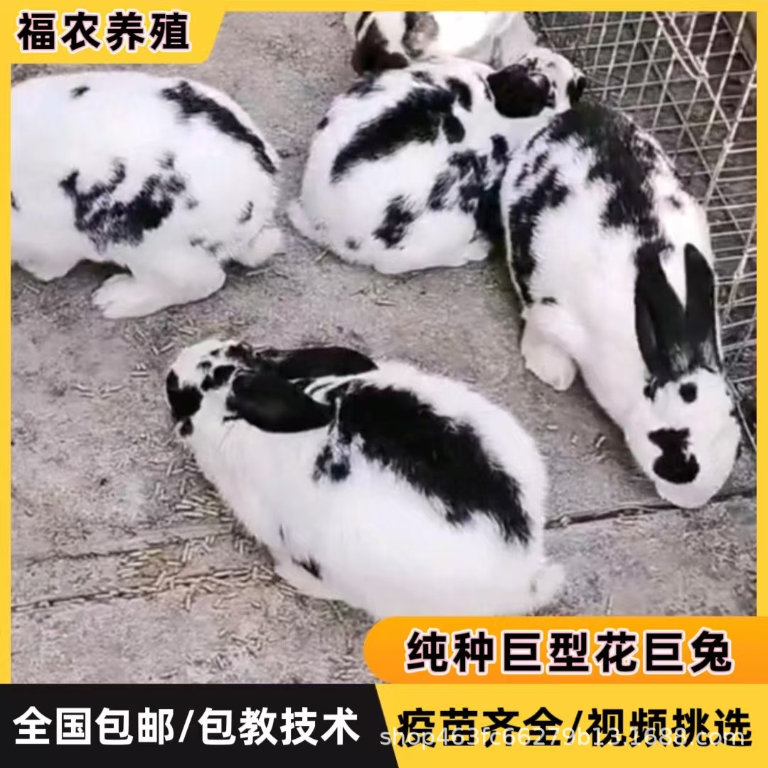 巨型花巨兔活体成年黑白花巨兔