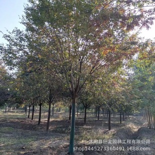 Direct Sale of Paulownia Saplings from the Nursery, Paulownia Trees, Purple-Flowered Paulownia Saplings, Engineering Greening Street Trees, Bulk Discounts