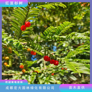 �t��ɼ�t��ɼ����t��ɼ�������;G����ľ�ͺ��ͺ� 5������20����