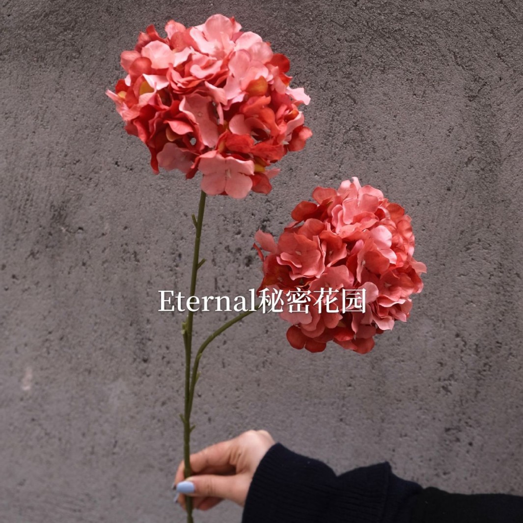 양방향 수국 일몰 색상