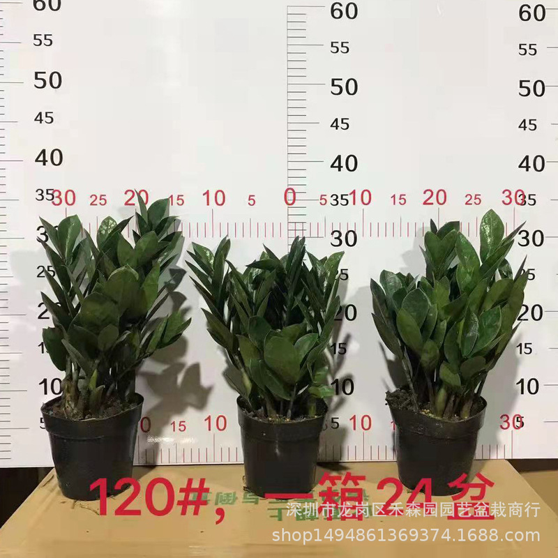 Money Tree Potted Plant 120 # Seedlings, Money Strings, Wealth-Seeking Green Plants and Flower Bases in the Living Room and Office Wholesale