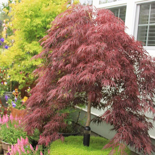 ��ë�����������^�~�����̨ͥԺֲ��e���L�����ͺ��t�����辰