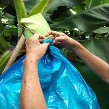 香蕉套袋藍色有孔無孔定型防蟲袋專用防寒連體袋一體袋蕉水果套袋