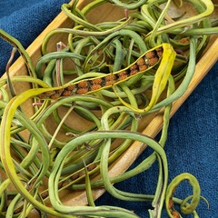「腎精草化石草ばら積産地直供黄金草腎精茶漢方薬材50g/袋入り代発」と呼ばれている