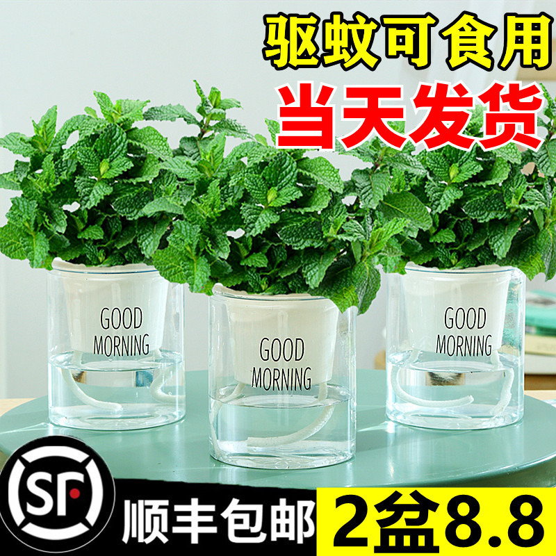 Mint Potted Hydroponic Mint Leaves Fresh Edible Rosemary Mosquito Repellent Plants Indoor Green Plants Florals Lemongrass