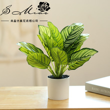 ����ٻ��~�Gֲ�辰�����҃ȷ��滨һ�����l�S������ֲ���������