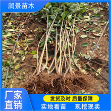 润景农业 适合南北方种植 根系发达 现挖现发 美早矮化樱桃苗