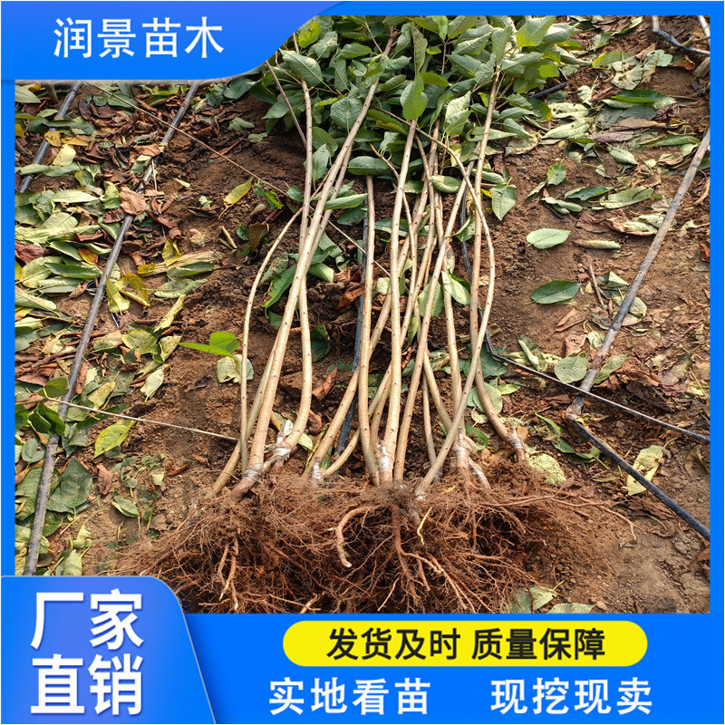 润景农业 适合南北方种植 根系发达 现挖现发 美早矮化樱桃苗