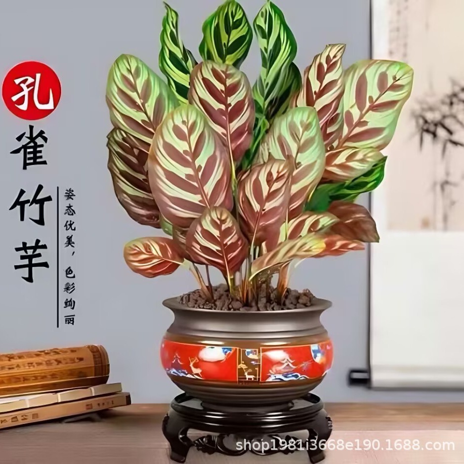 孔雀竹芋彩叶竹芋四季常青 净化空气除甲醛 室内好养盆栽花卉绿植